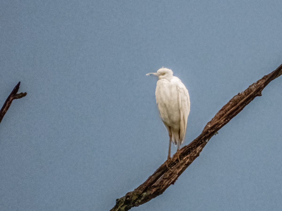 Little Blue Heron - ML641369272