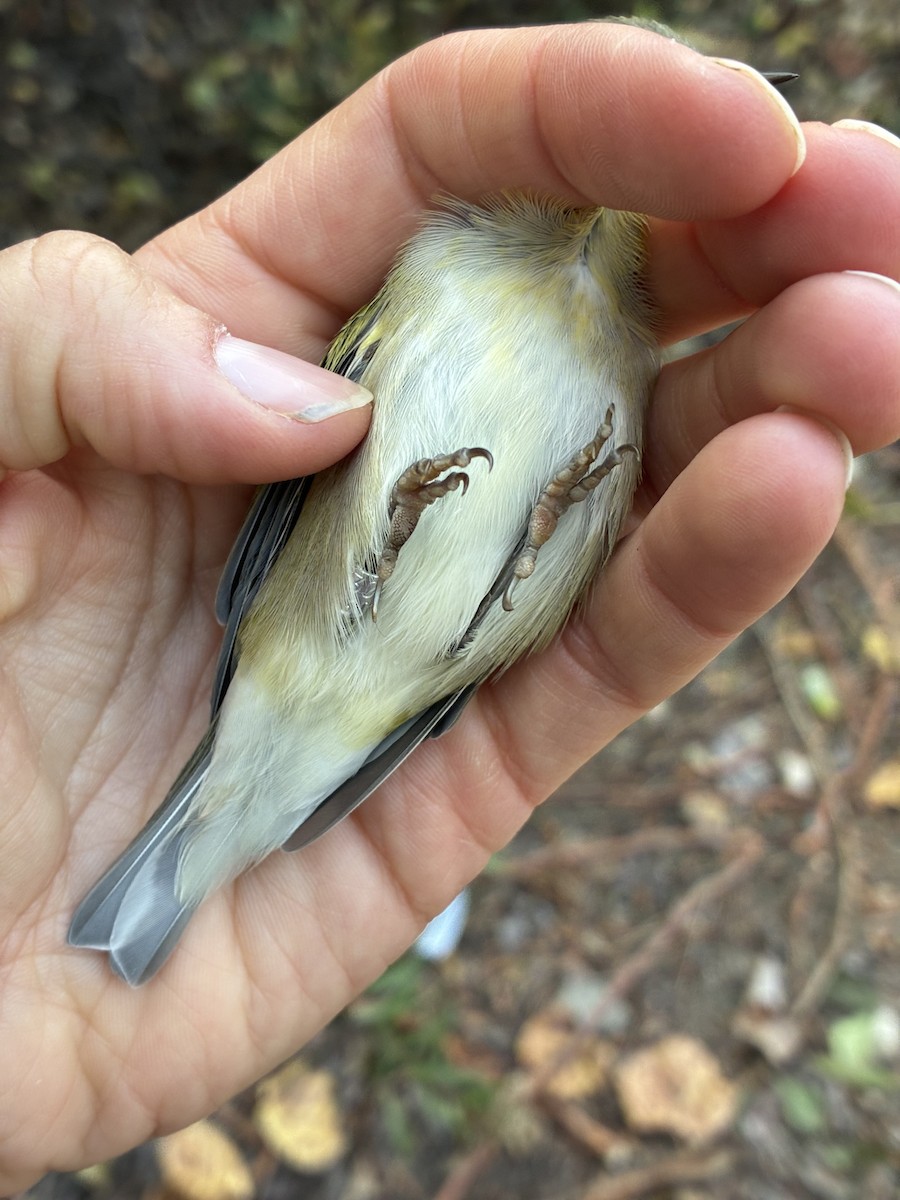 Tennessee Warbler - ML641369275