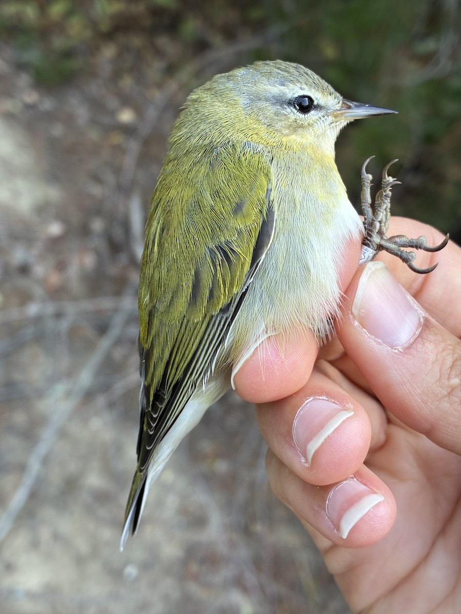 Tennessee Warbler - ML641369276