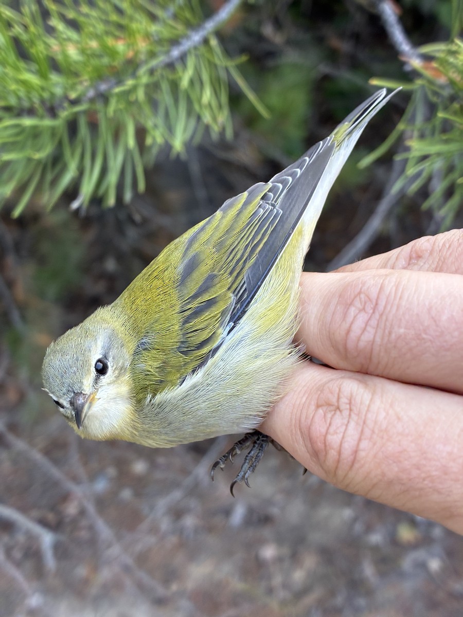 Tennessee Warbler - ML641369277
