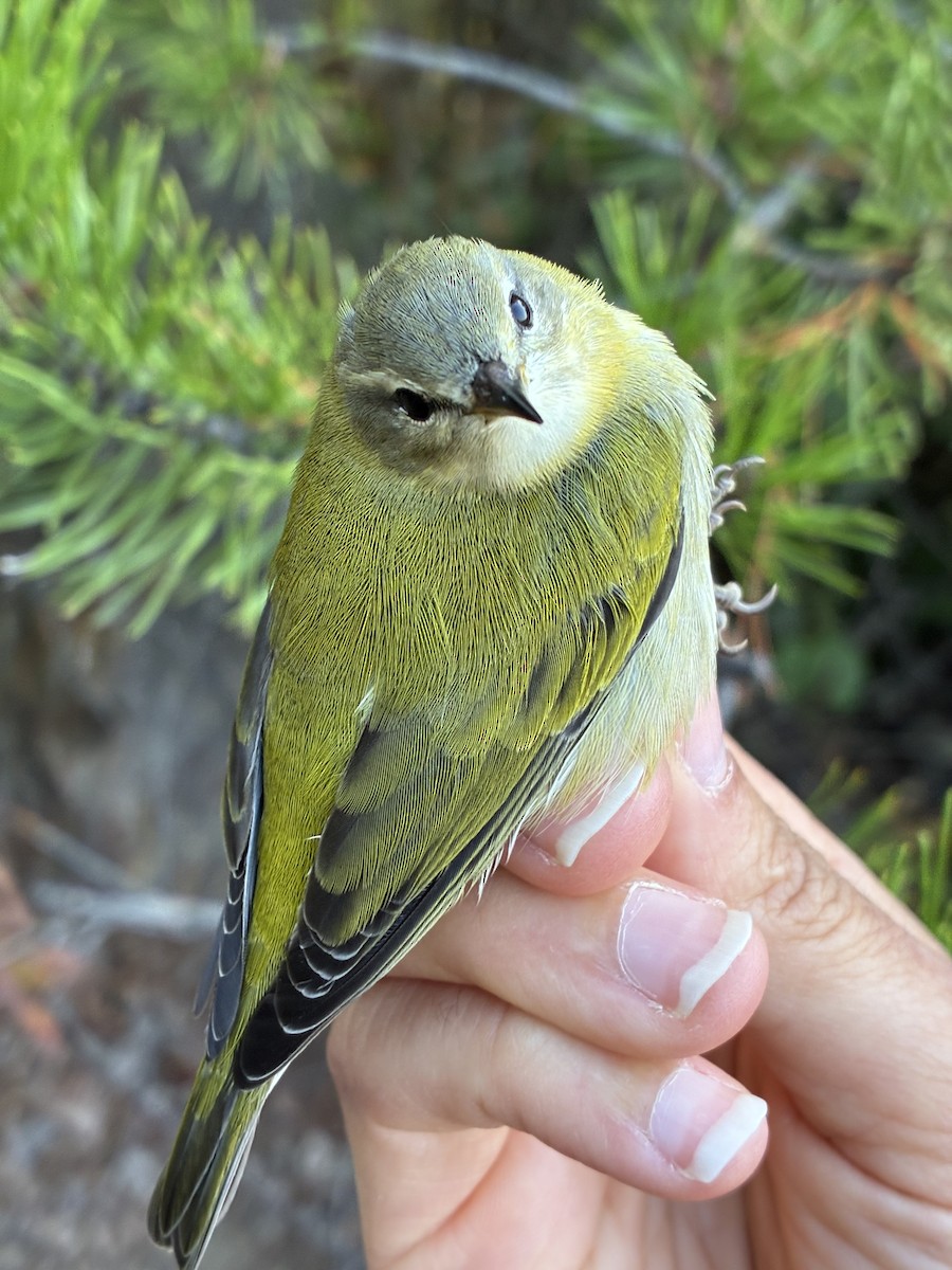 Tennessee Warbler - ML641369279