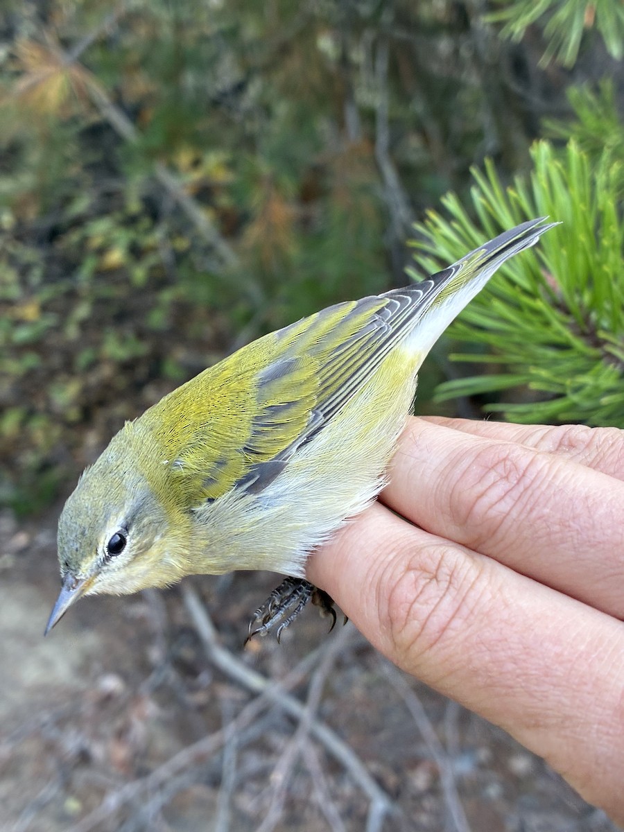 Tennessee Warbler - ML641369280
