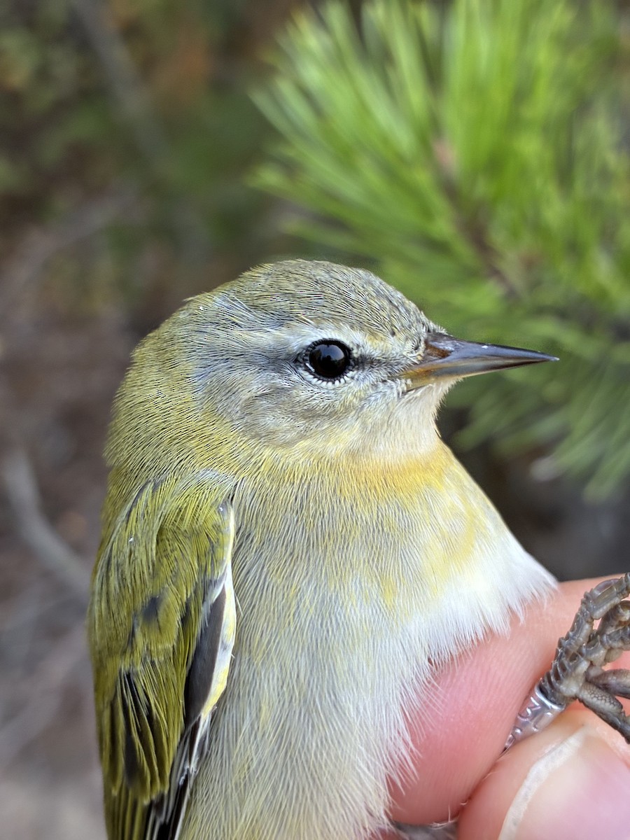 Tennessee Warbler - ML641369281
