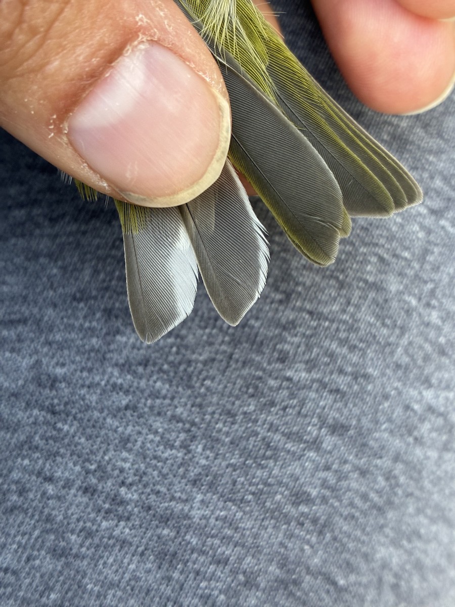 Tennessee Warbler - ML641369282