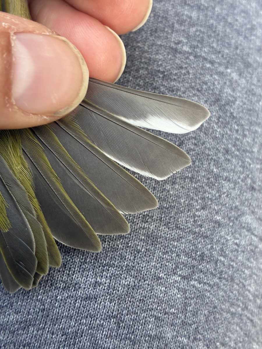 Tennessee Warbler - ML641369283