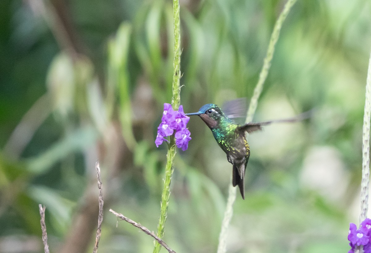 Purple-throated Mountain-gem - ML641369291