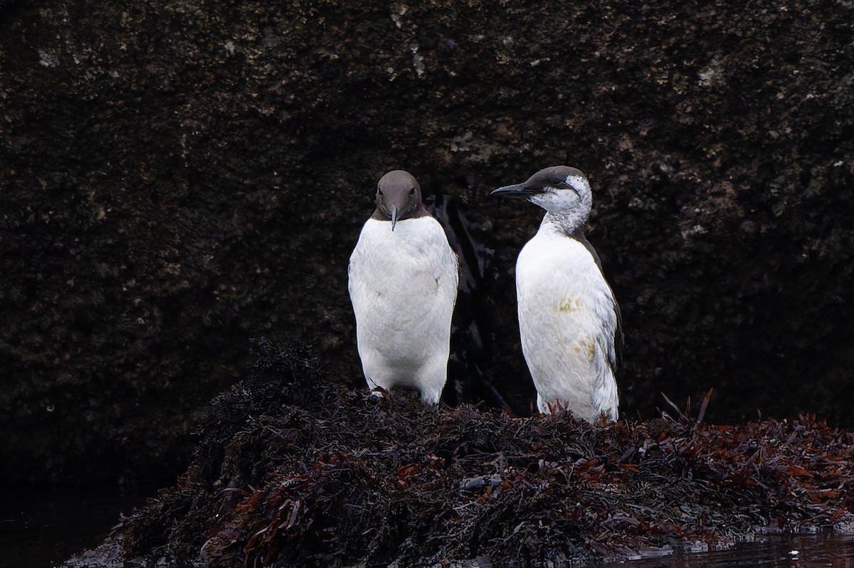Common Murre - ML641369317