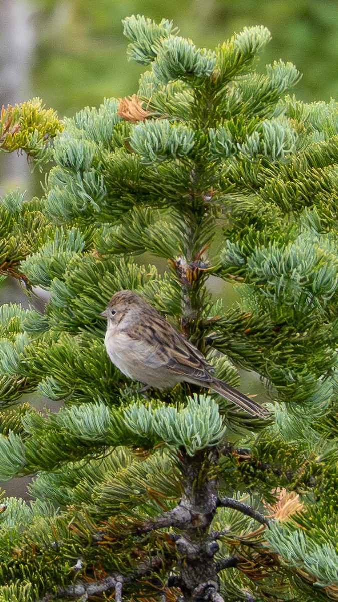 Brewer's Sparrow - ML641369326
