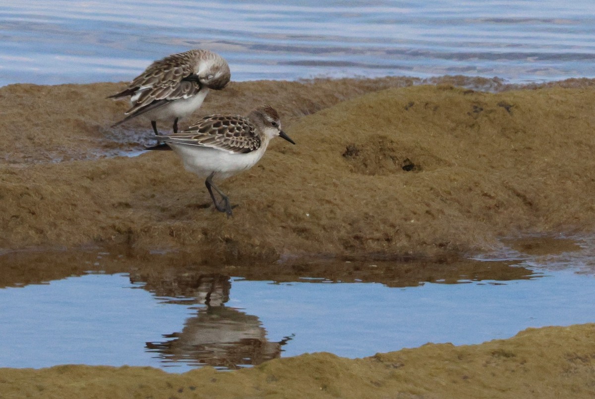 Semipalmated Sandpiper - ML641369327