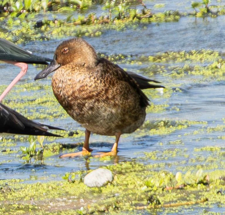 Cinnamon Teal - ML641369398