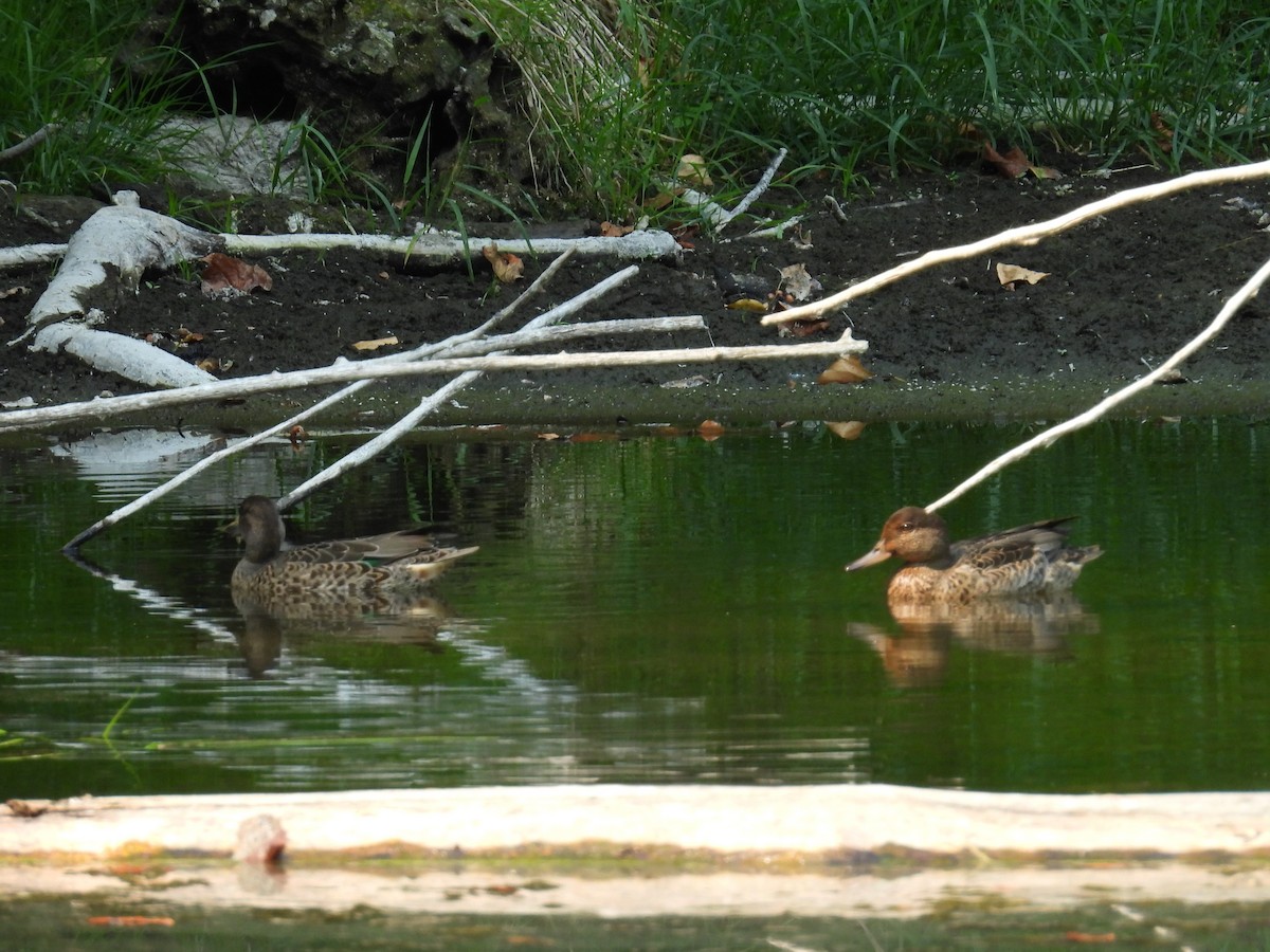 Green-winged Teal - ML641369404