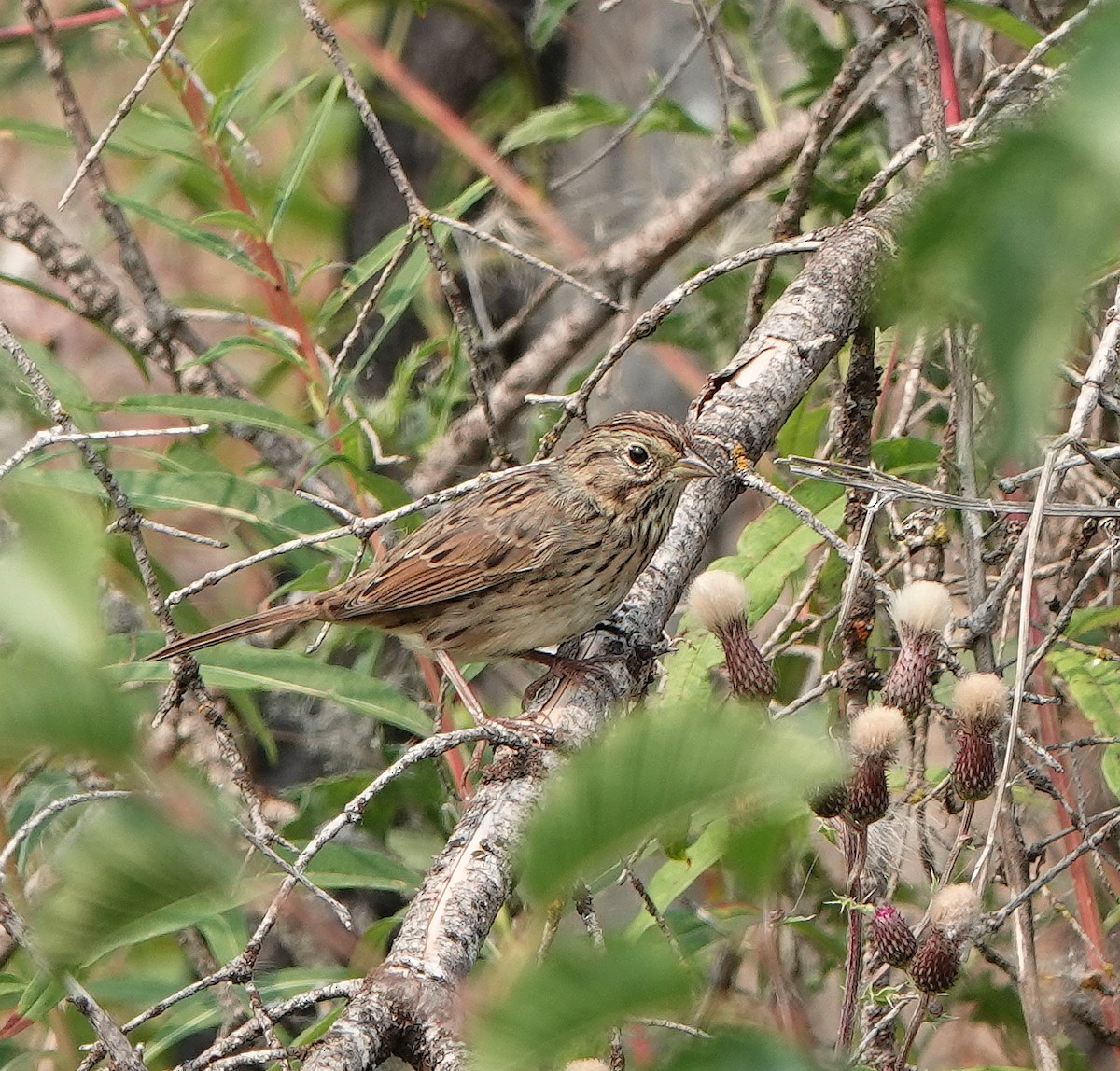 Lincoln's Sparrow - ML641369435