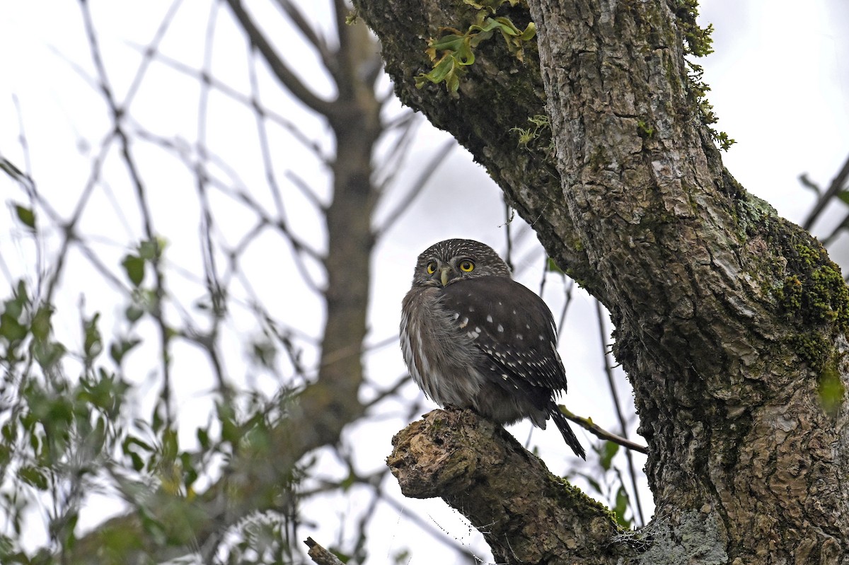 Ferruginous Pygmy-Owl - ML641369439