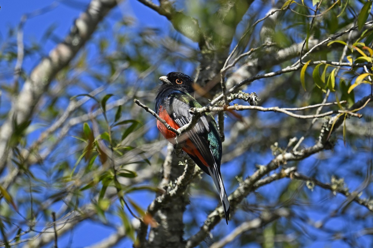 Surucua Trogon - ML641369444