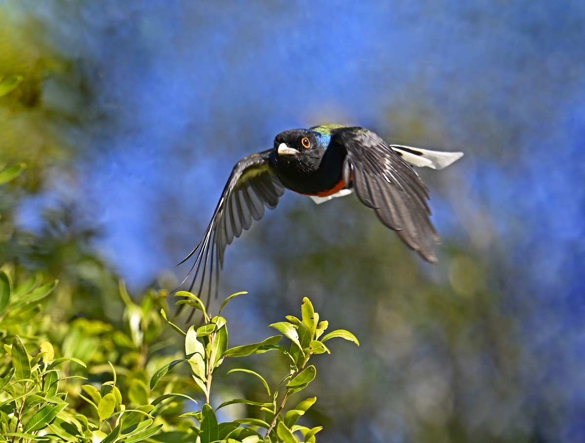 Surucua Trogon - ML641369445