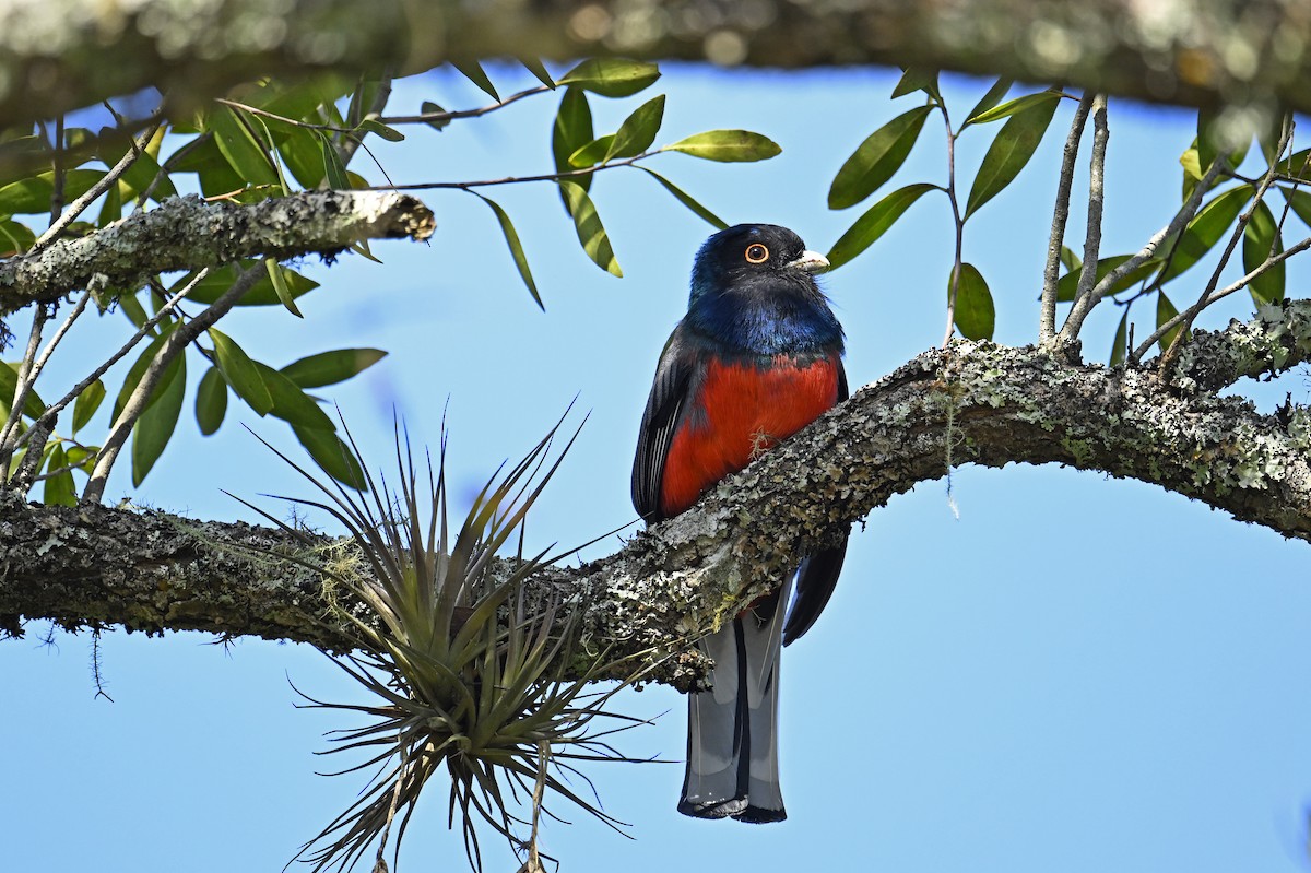 Surucua Trogon - ML641369446