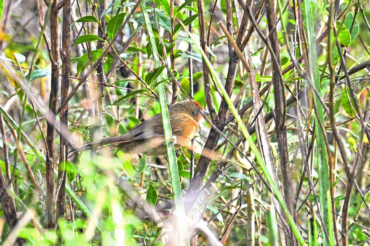 Synallaxe à gorge rousse - ML641369451