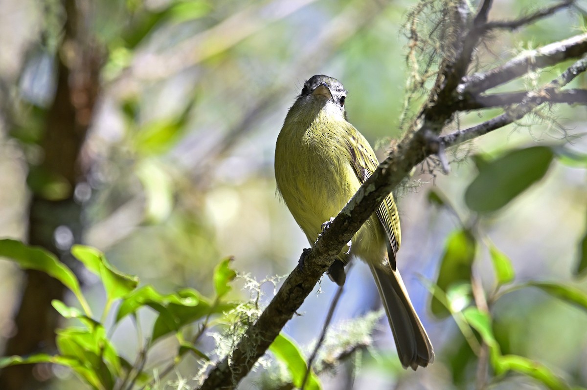 Yellow-olive Flatbill - ML641369454