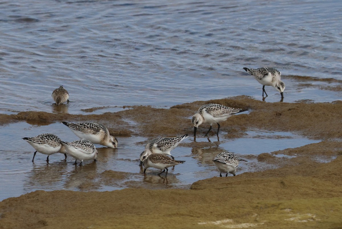 Sanderling - ML641369462