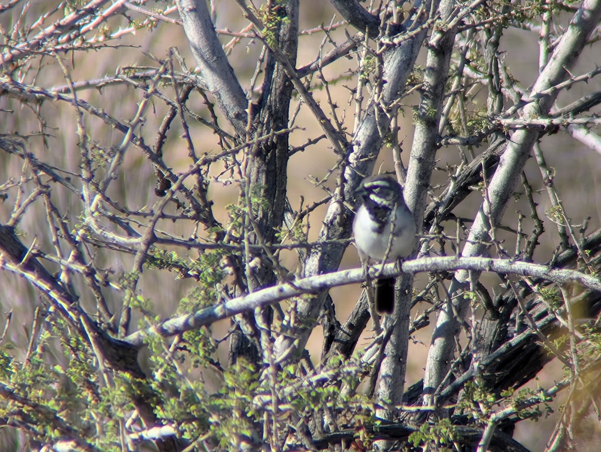 Black-throated Sparrow - ML641369482