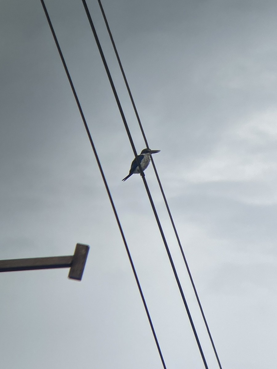 Collared Kingfisher - ML641369487