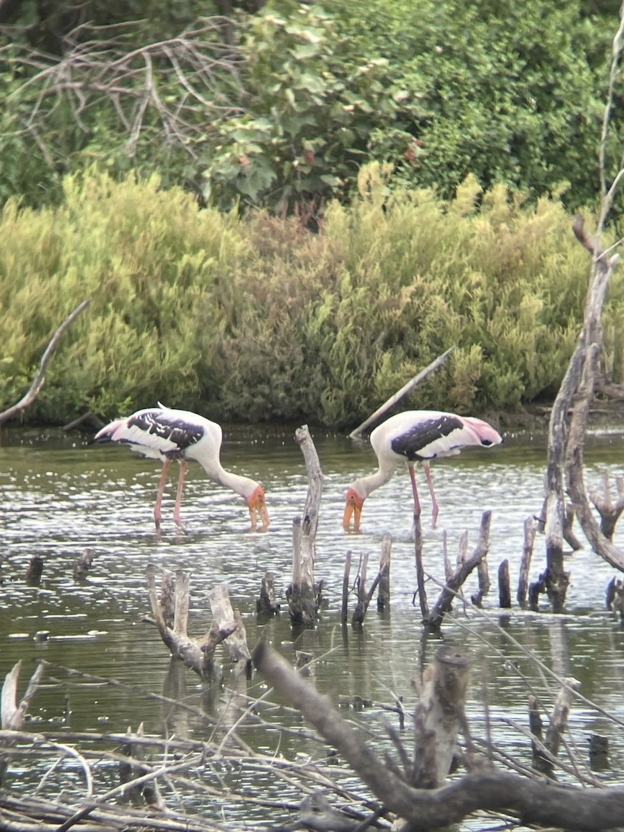 Painted Stork - ML641369501