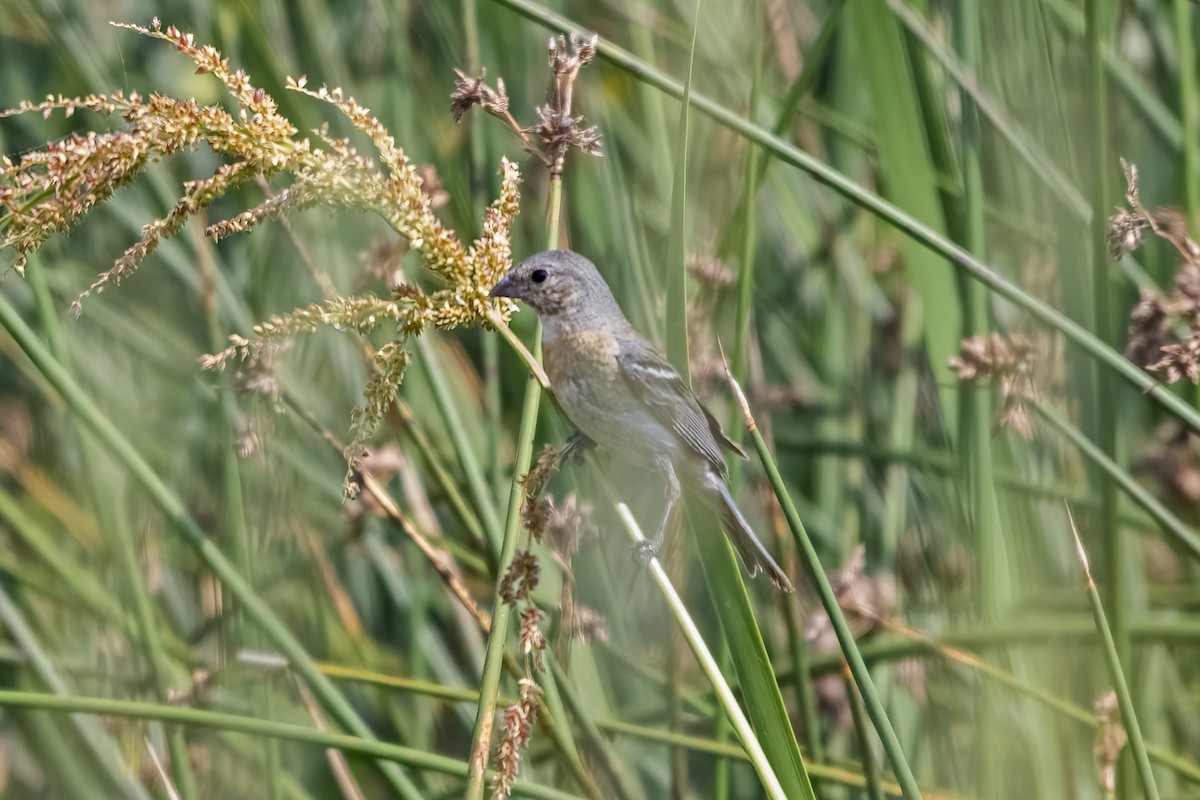 Lazuli Bunting - ML641369530