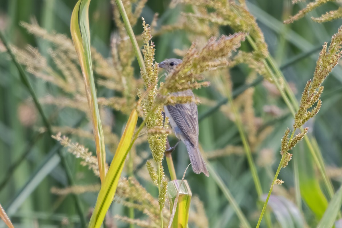 Lazuli Bunting - ML641369531