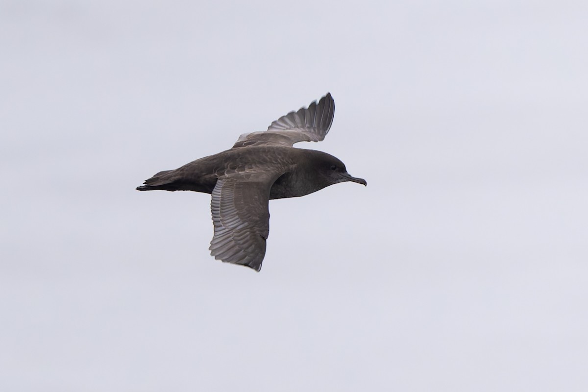 灰水薙鳥 - ML641369559