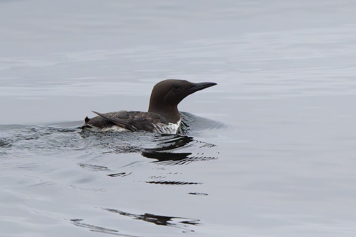 Common Murre - ML641369568