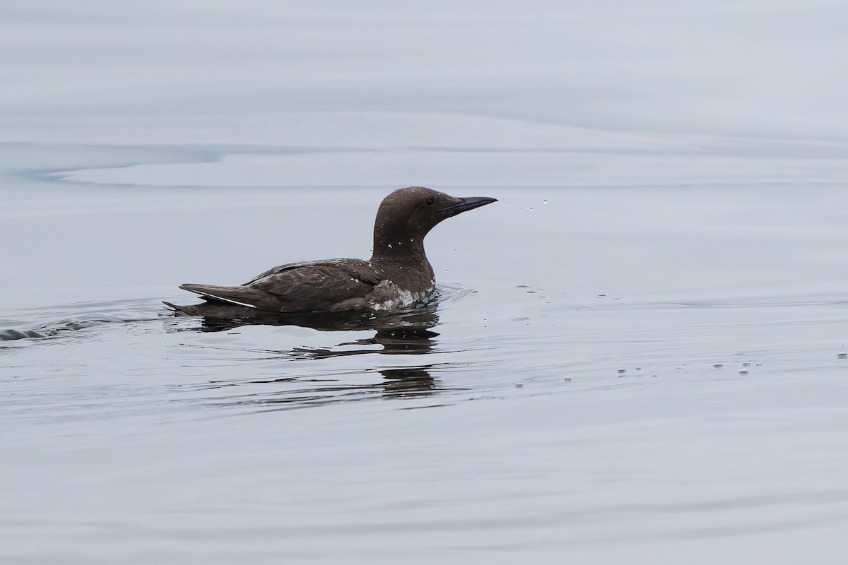 Common Murre - ML641369569