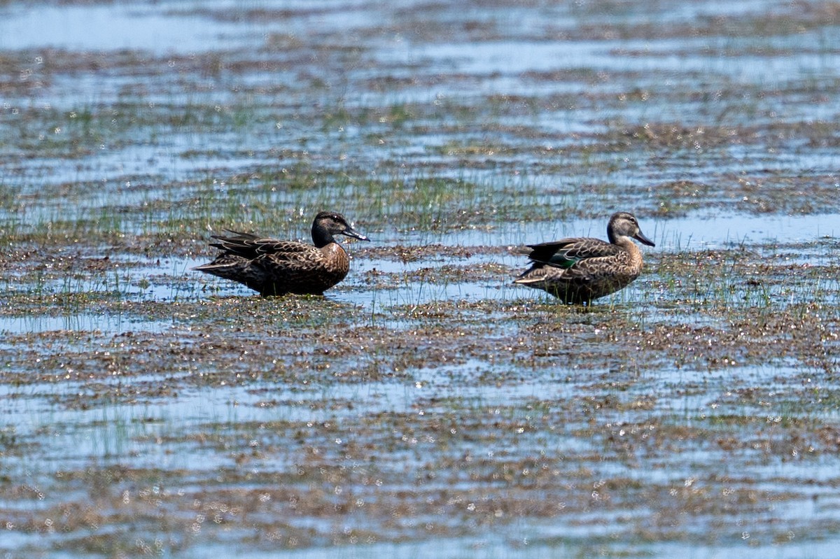 Blue-winged Teal - ML641369573