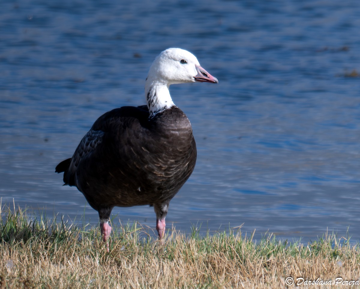Snow Goose - ML641369590