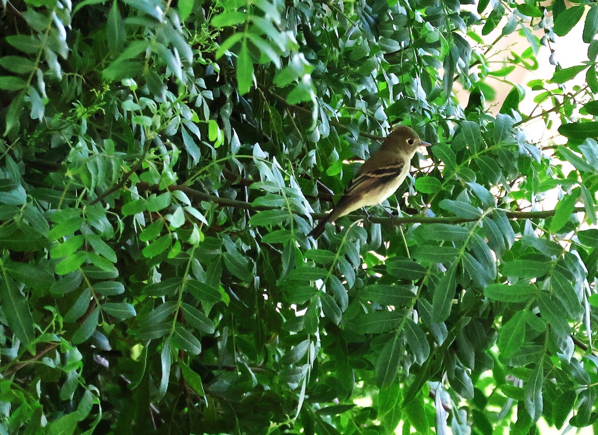 Western Flycatcher - ML641369591