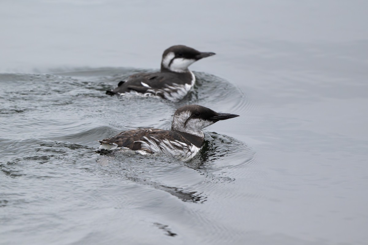 Common Murre - ML641369650