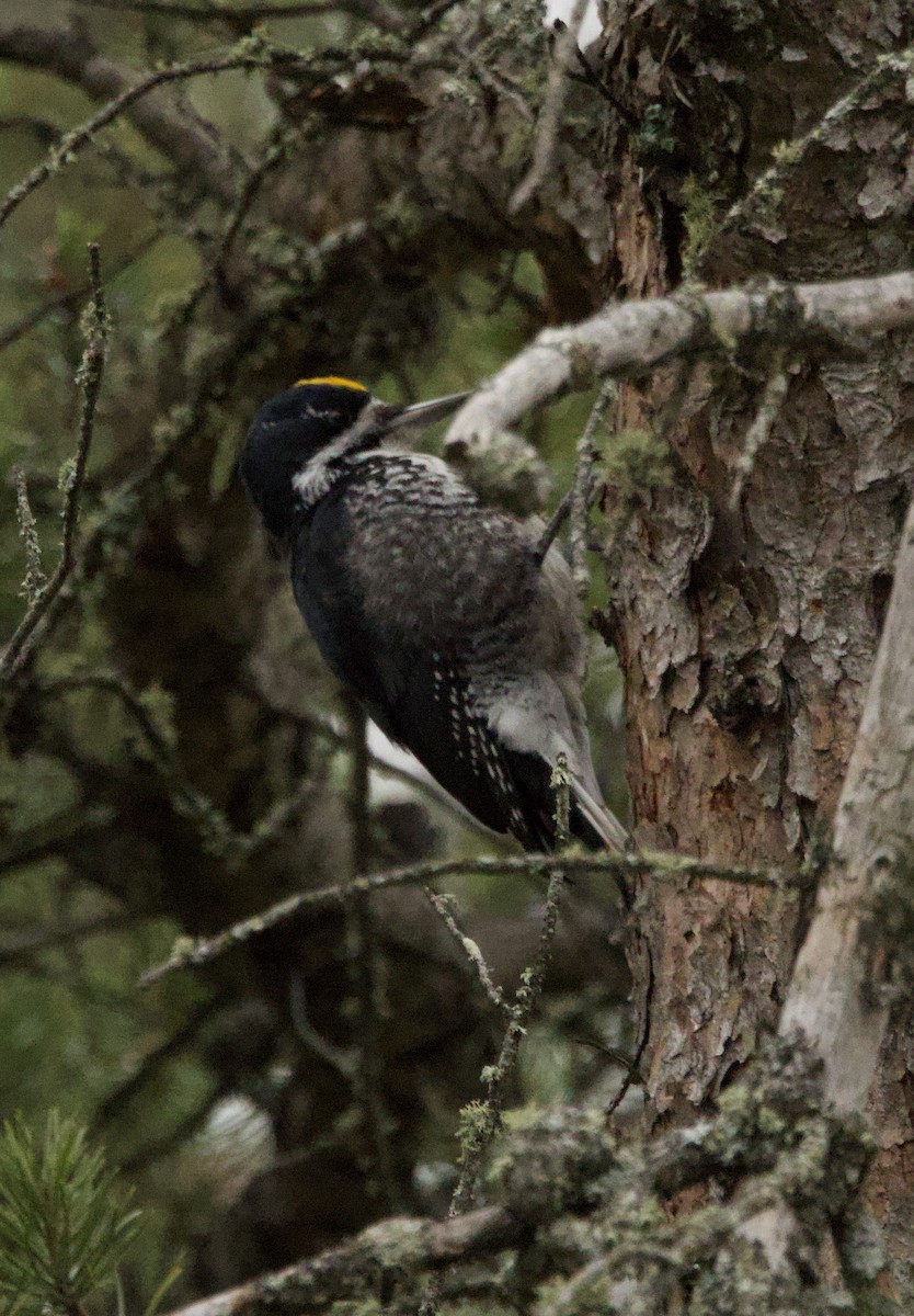 Black-backed Woodpecker - ML641369666