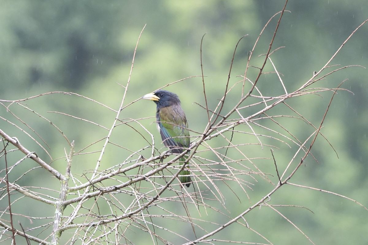 Great Barbet - ML641369673