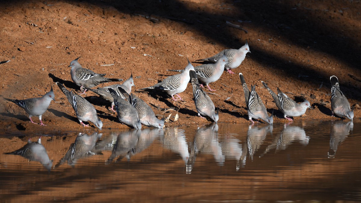 Crested Pigeon - ML641369709