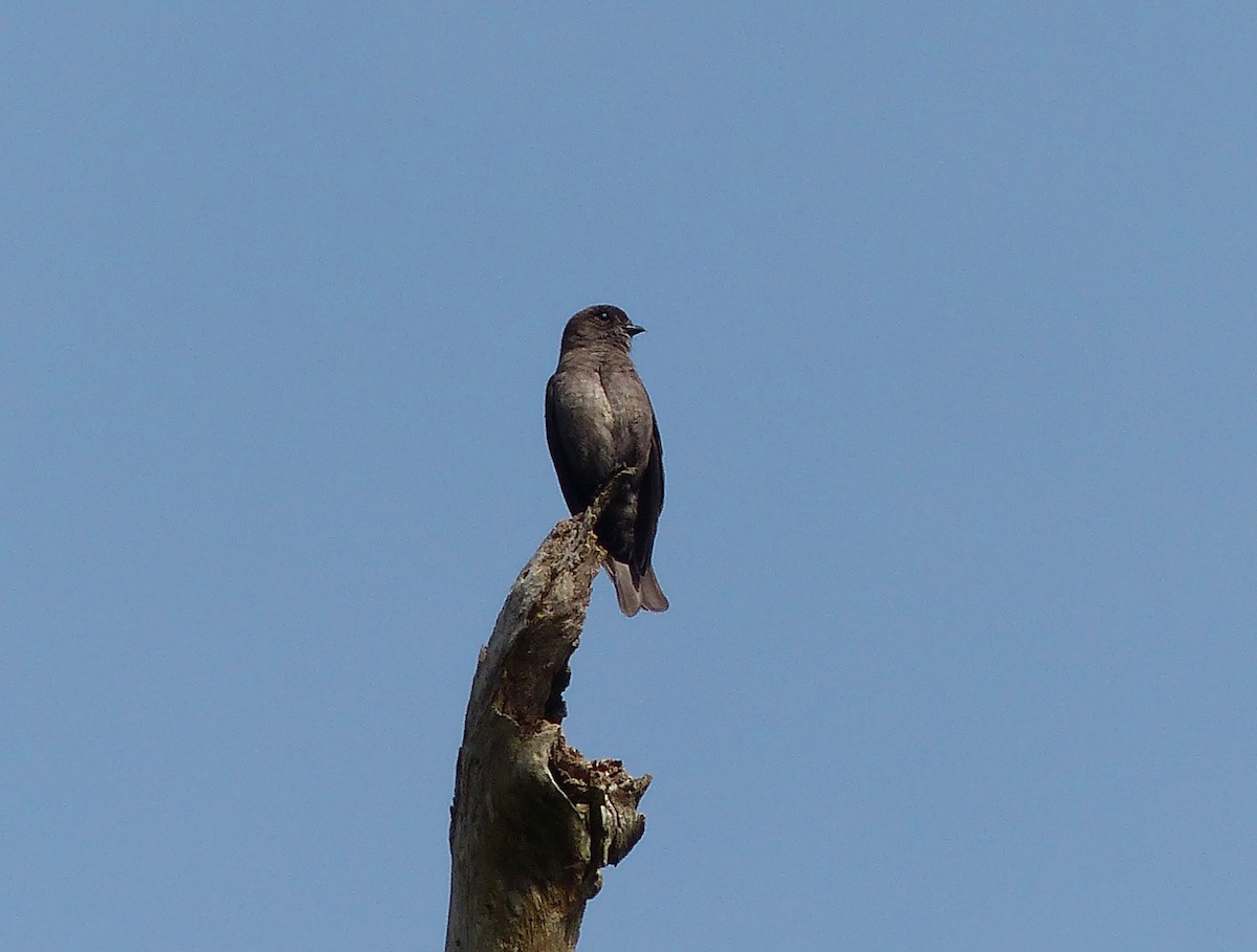 Ussher's Flycatcher - ML64136971