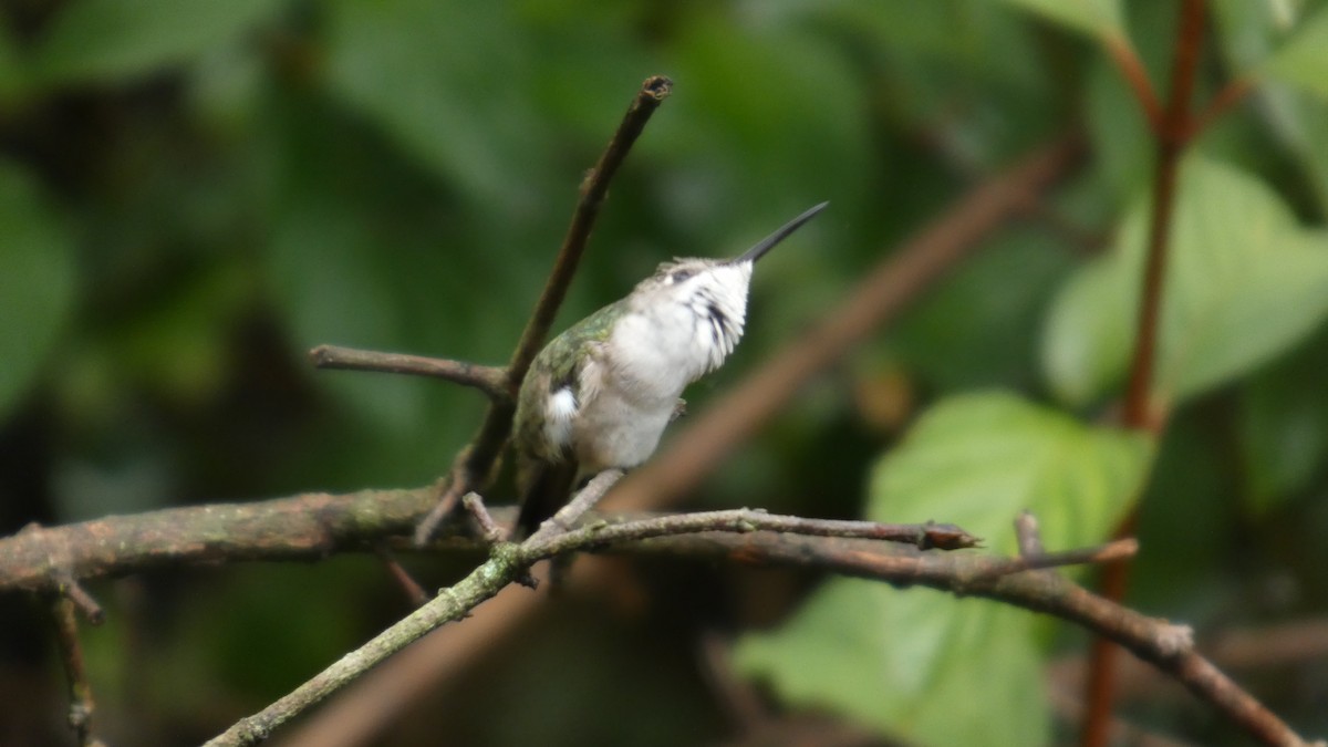 Colibrí Gorjirrubí - ML641369786