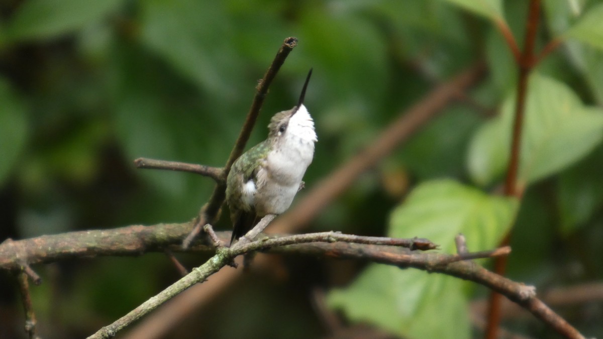 Colibrí Gorjirrubí - ML641369787