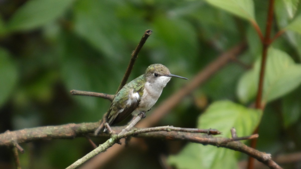 Colibrí Gorjirrubí - ML641369789
