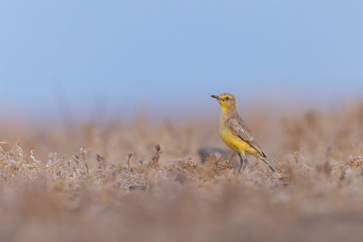 Gibberbird - ML641369799