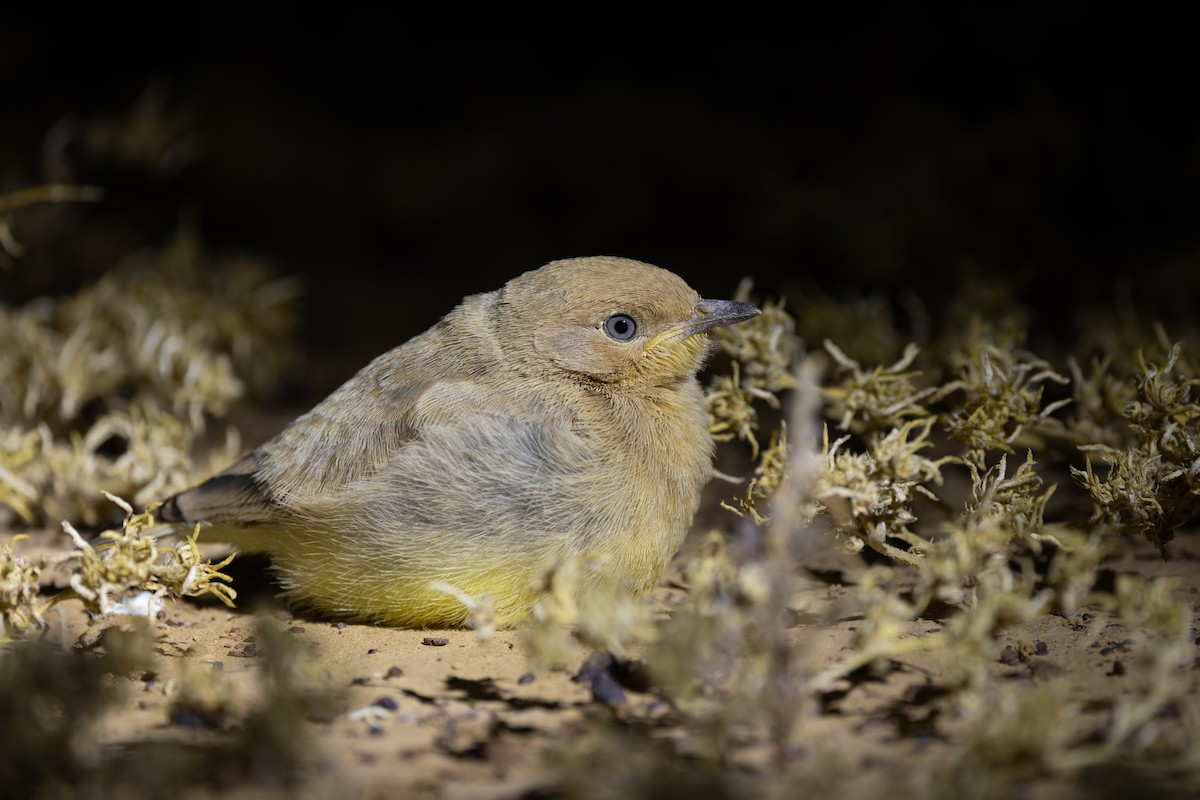 Gibberbird - ML641369814