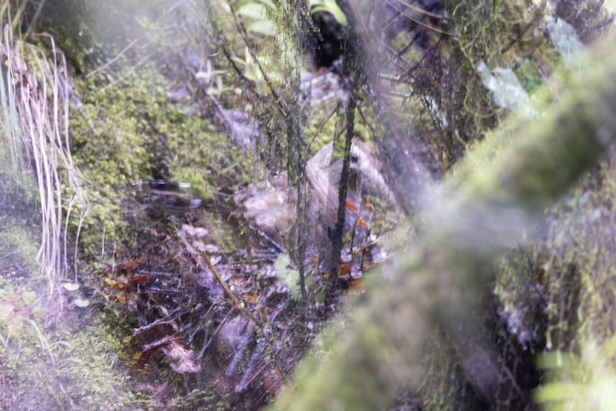 Barred Laughingthrush - ML641369817