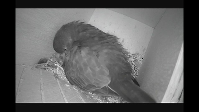 Orange-bellied Parrot - ML641369846