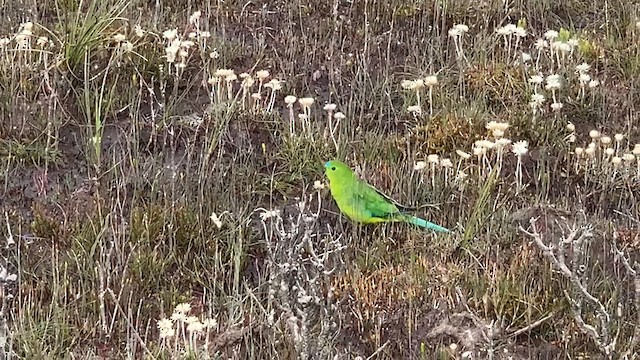 Orange-bellied Parrot - ML641369848