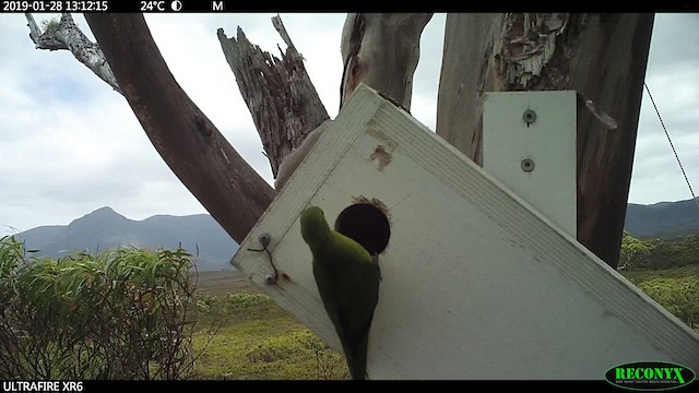 Orange-bellied Parrot - ML641369850