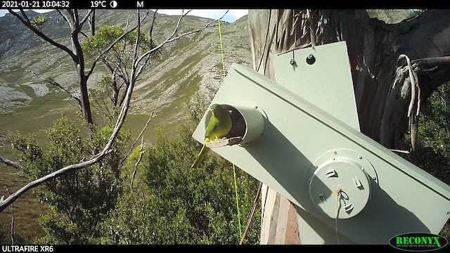 Orange-bellied Parrot - ML641369851