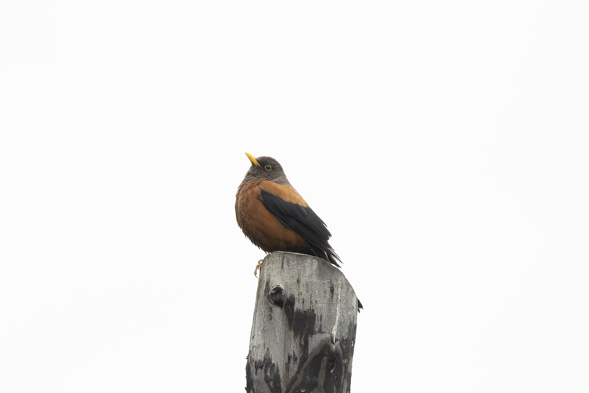 Chestnut Thrush - ML641369853